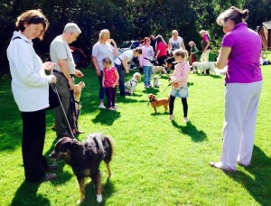 Dog show, Staffs.